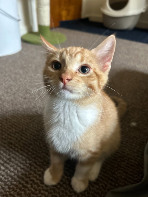 Cheese, a cat for adoption from Animalkind Inc.