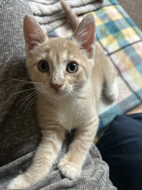 Tortellini, a cat for adoption from Animalkind Inc.