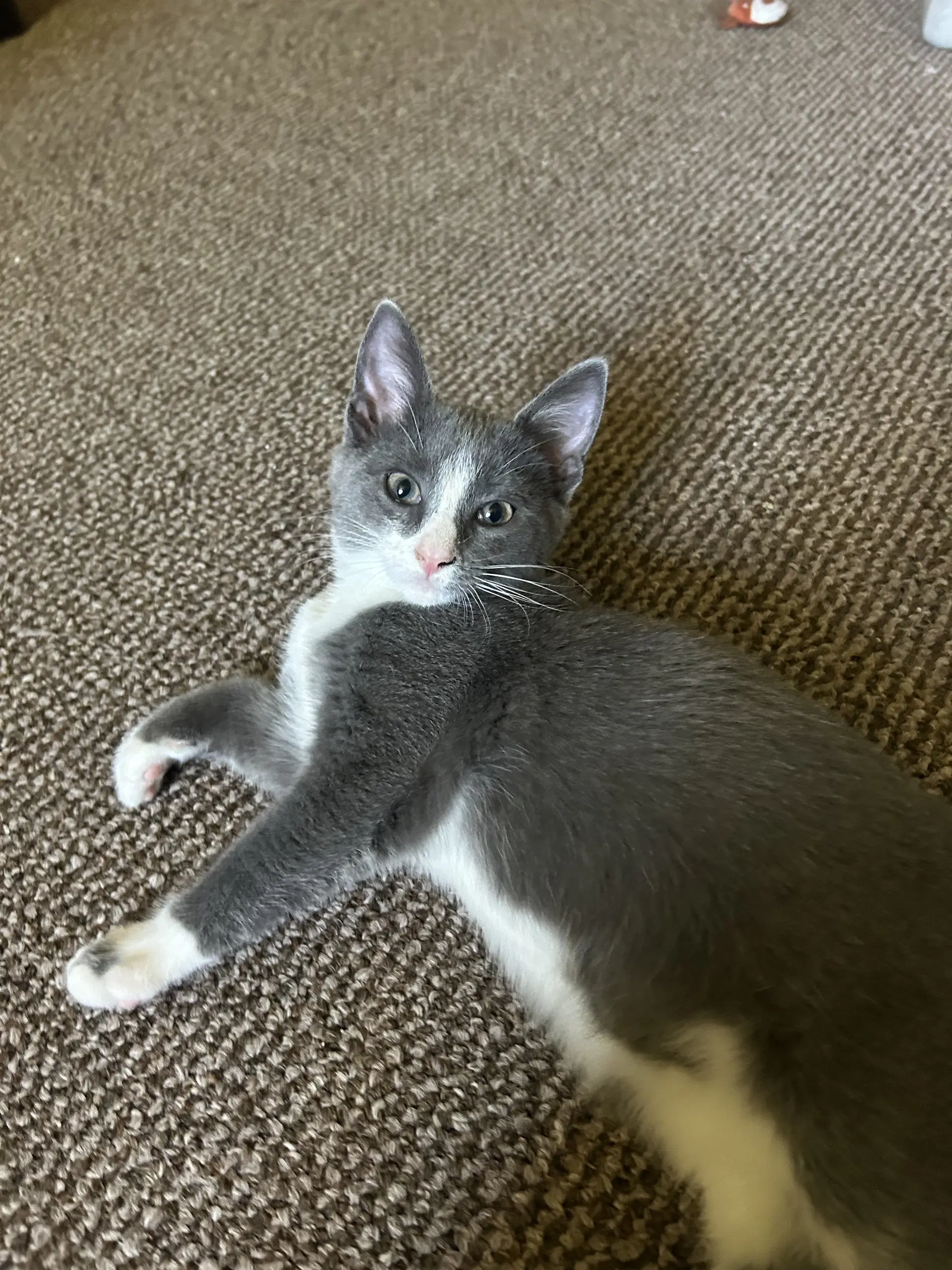 Minnie - Domestic Short Hair