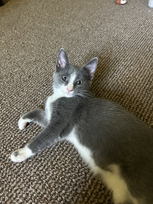 Minnie, a cat for adoption from Animalkind Inc.