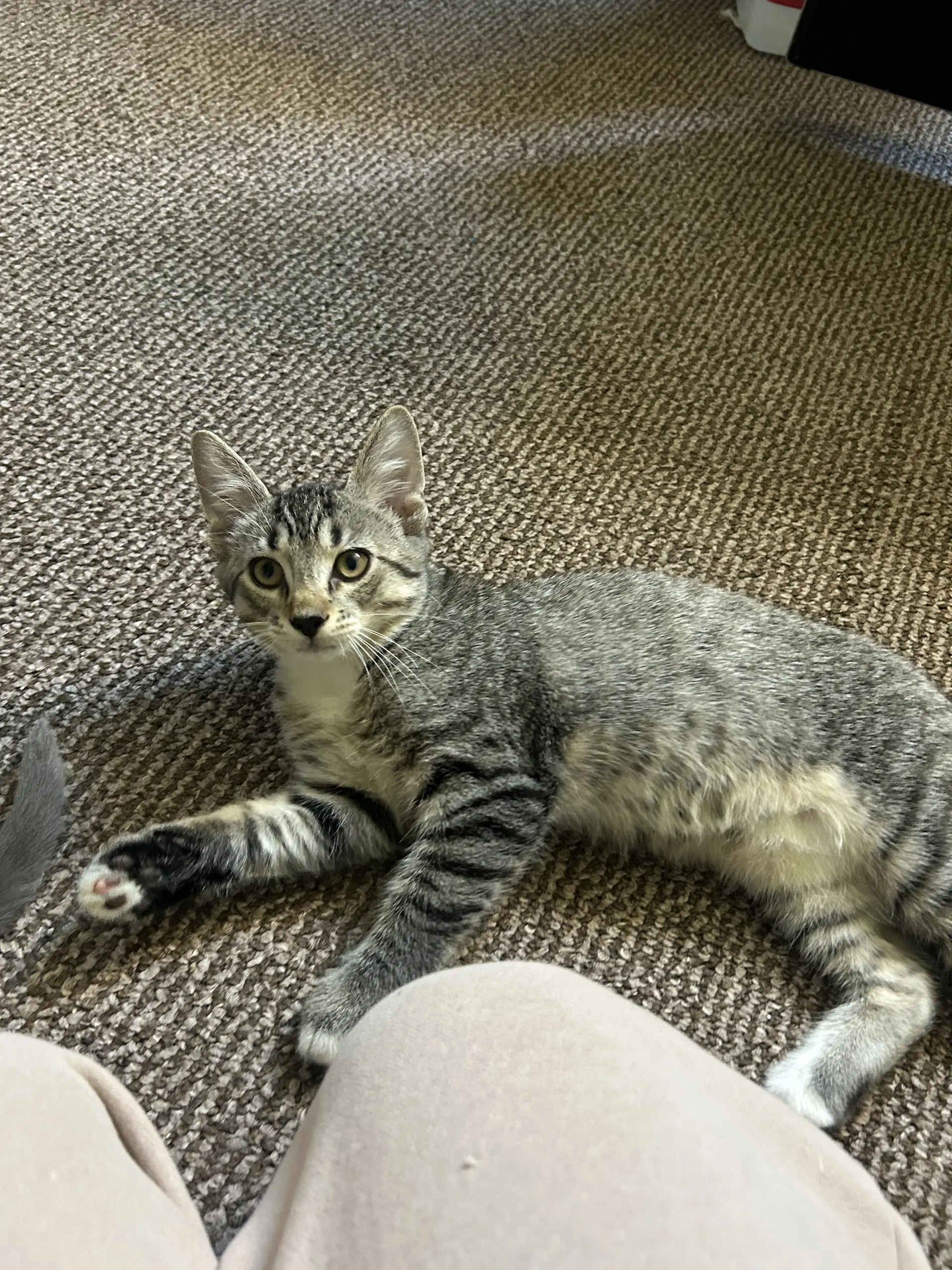 Greg - Domestic Short Hair