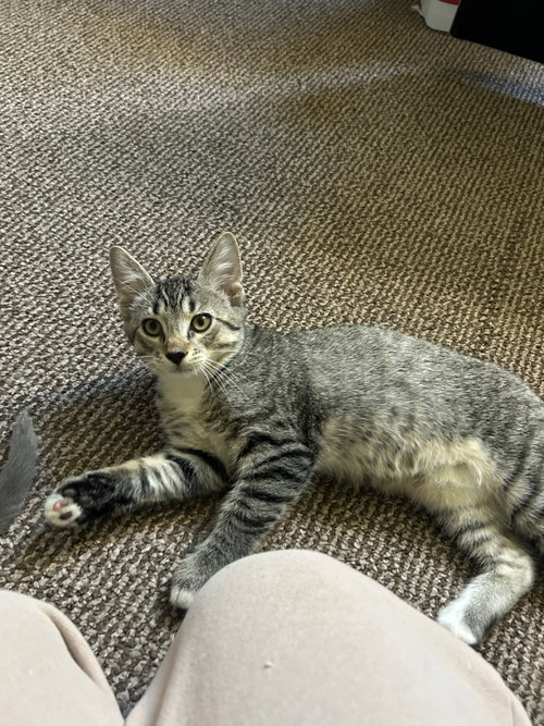 Greg, a cat for adoption from Animalkind Inc.