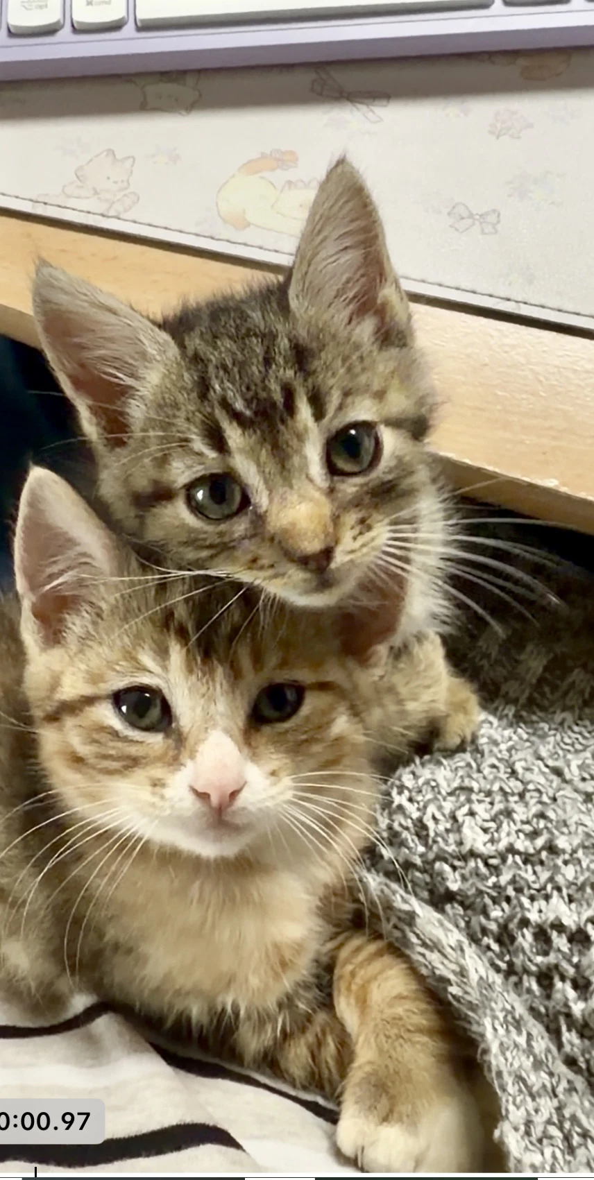Belly  Yola-Bonded Pair