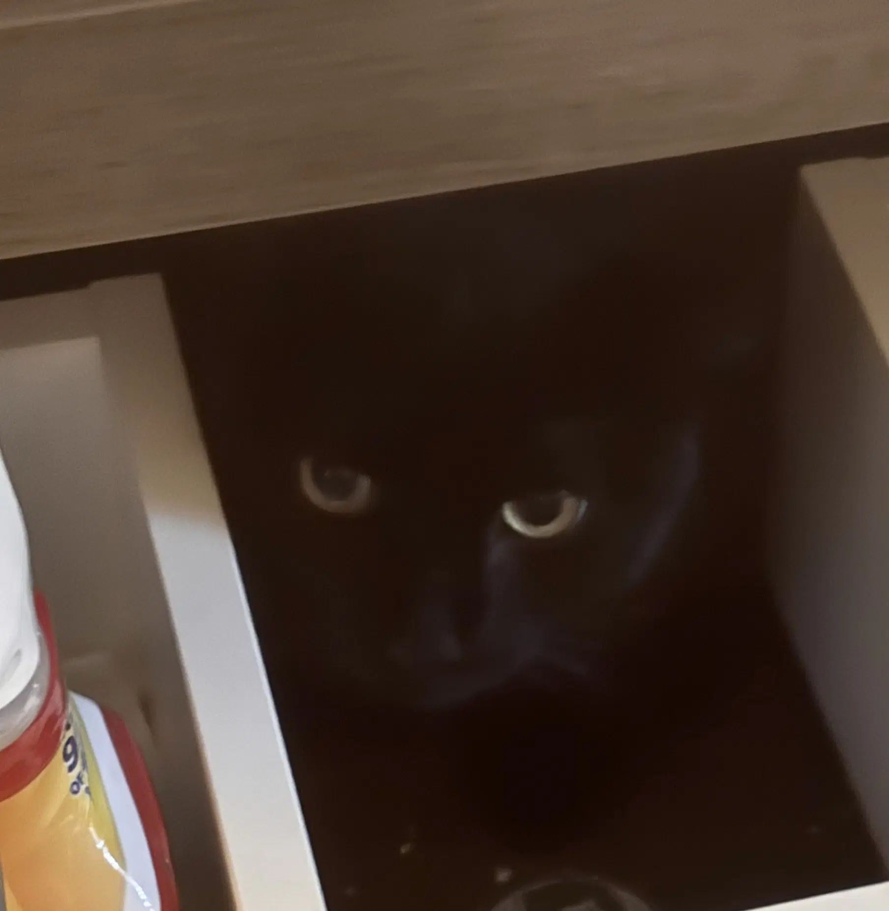 Jj - Domestic Short Hair