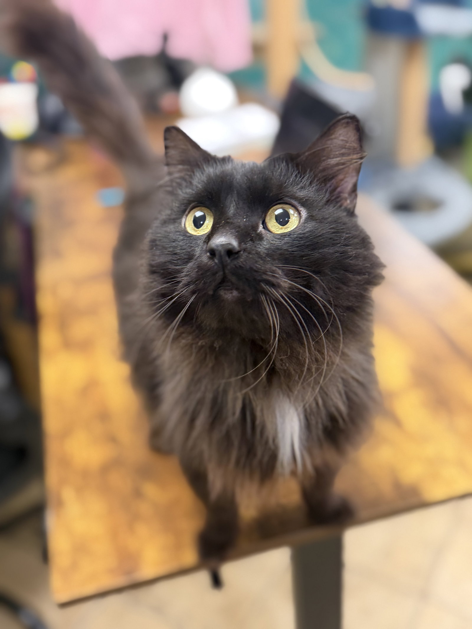 Salem