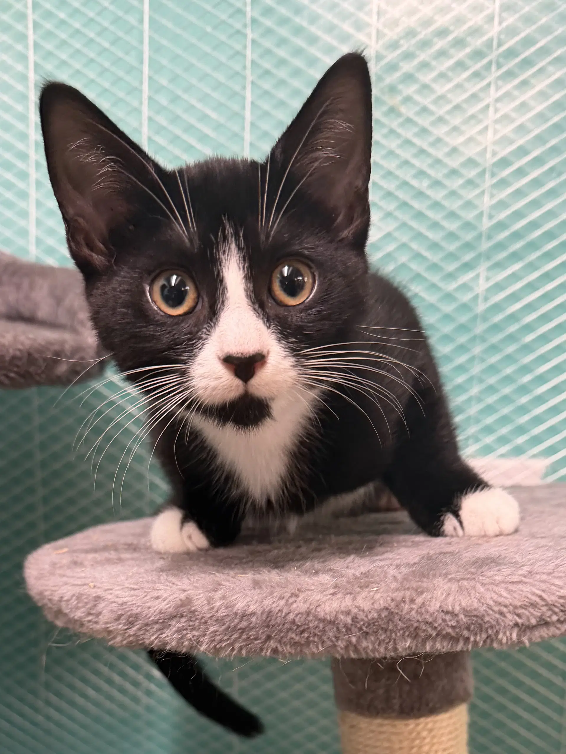 Destiny - Domestic Short Hair