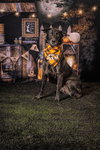 Bolt - Photo 1