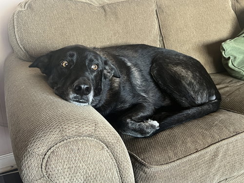 BOLT - Siberian Husky / Labrador Retriever available for adoption