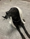 Bolt - Photo 3