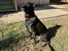 Bolt - Photo 4