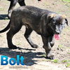 Bolt - Photo 5