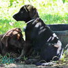 Bolt - Photo 6