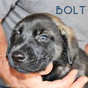 Bolt - Photo 7