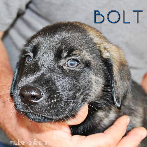 Bolt