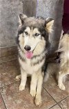 adoptable Dog in carrollton, TX named Aurora *Special Medical Needs*