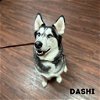adoptable Dog in carrollton, TX named Dashi