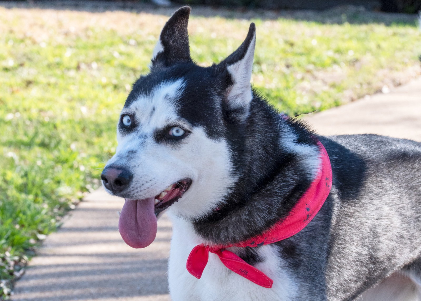 Dog for Adoption Audrey *Foster Needed*, a Siberian Husky in Van