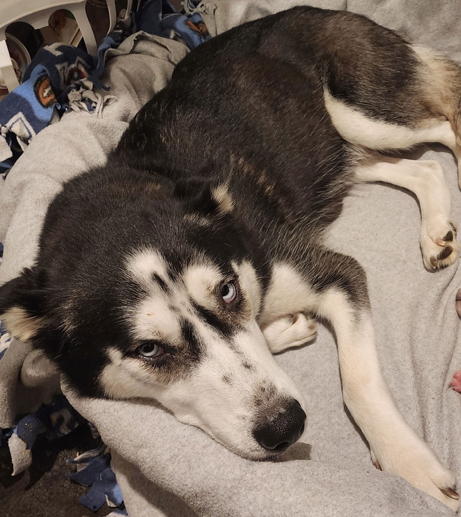 dog-for-adoption-layla-a-siberian-husky-in-sanger-tx-alpha-paw