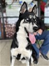 adoptable Dog in Carrollton, TX named Togo *Foster Needed*