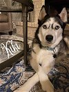 adoptable Dog in Carrollton, TX named Kiki