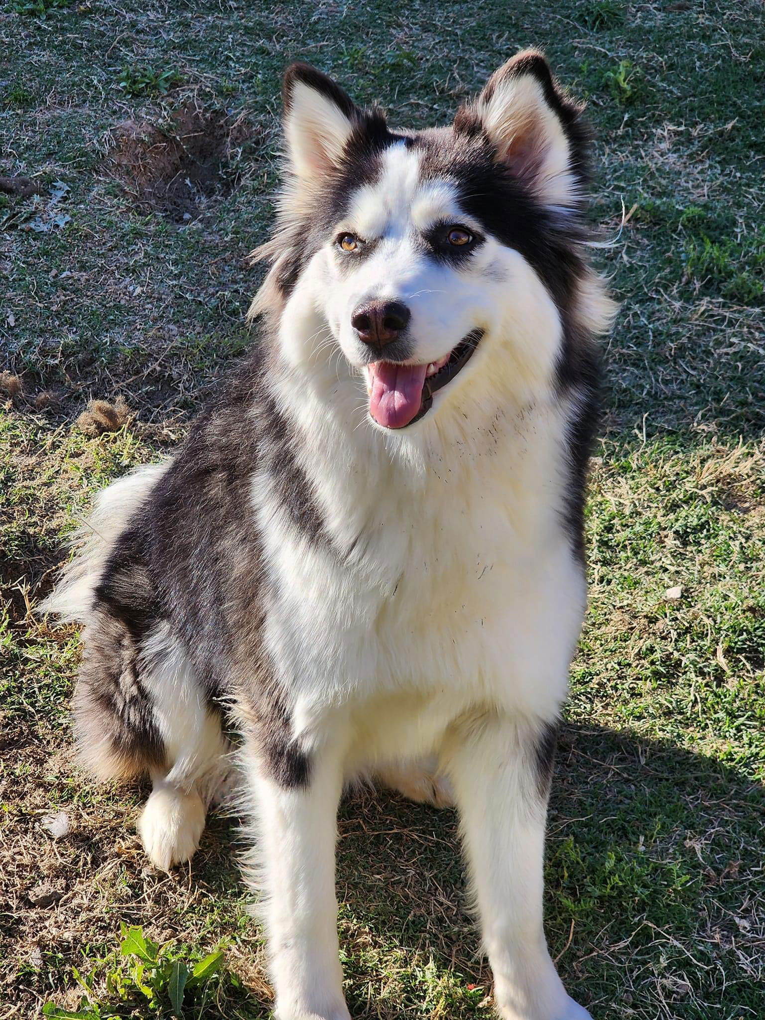 adoptable Dog in Carrollton, TX named Roux