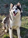 adoptable Dog in carrollton, TX named Roux
