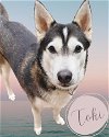 adoptable Dog in Carrollton, TX named Toki *FOSTER NEEDED*
