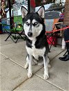 adoptable Dog in carrollton, TX named Emmi *Foster Needed*