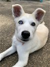 adoptable Dog in carrollton, TX named Yogurt
