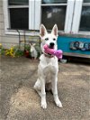 adoptable Dog in Carrollton, TX named Yogurt