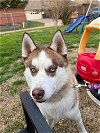 adoptable Dog in carrollton, TX named Rush *FOSTER NEEDED*