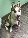 adoptable Dog in Carrollton, TX named Rush