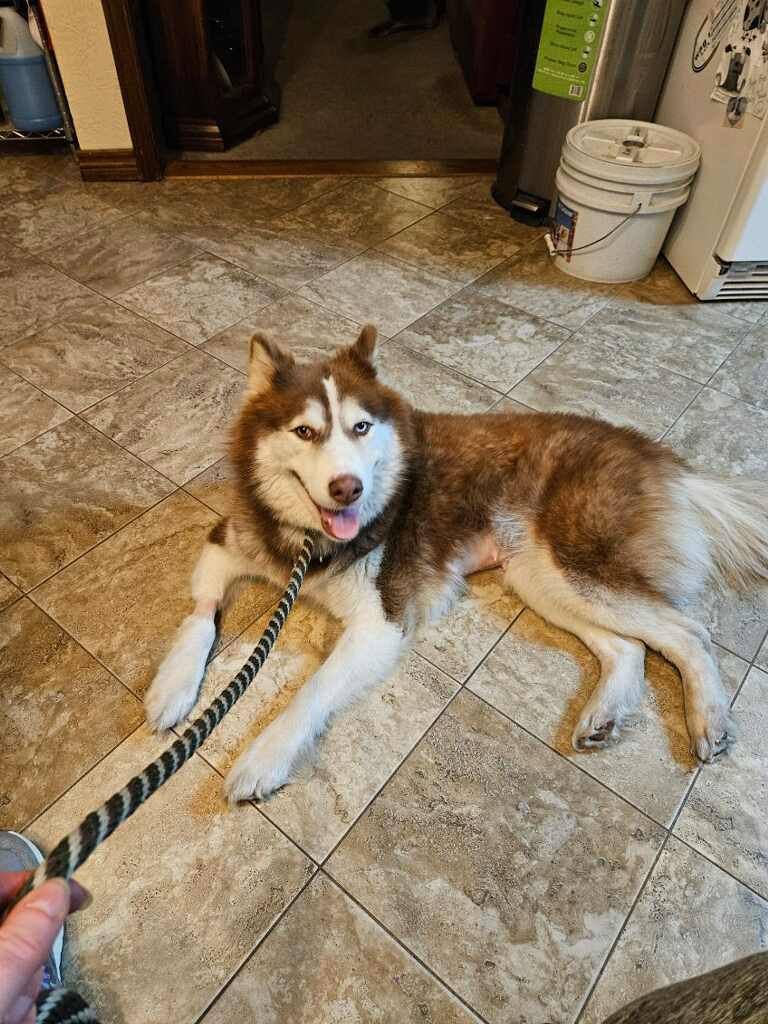 adoptable Dog in Carrollton, TX named Caoimhe