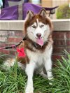 adoptable Dog in carrollton, TX named Caoimhe