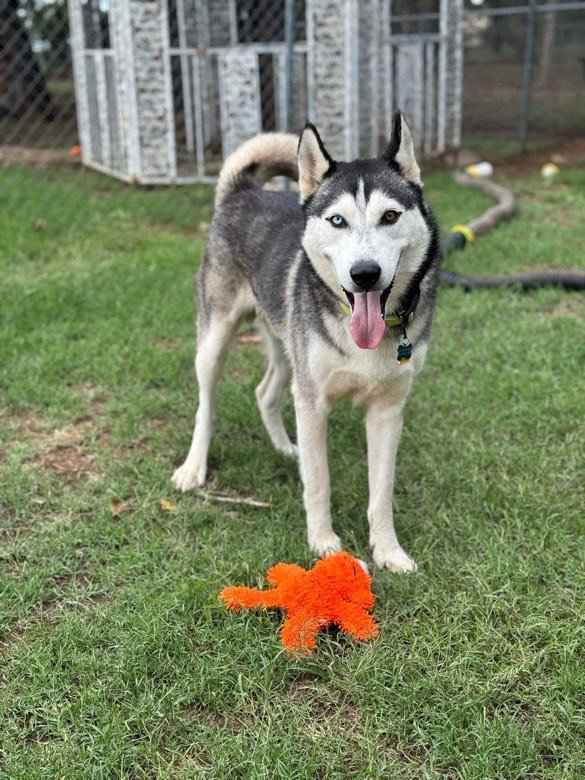 adoptable Dog in Carrollton, TX named John Wayne