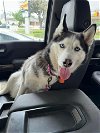 adoptable Dog in Carrollton, TX named Maple