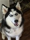 adoptable Dog in Carrollton, TX named Hetty