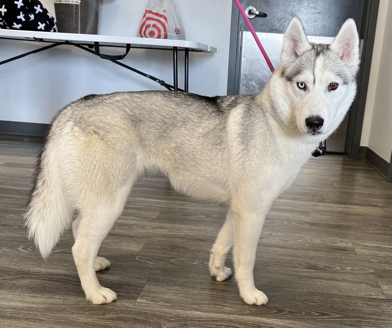 Dog For Adoption - Mary Kate, A Siberian Husky In Farmers Branch, Tx 