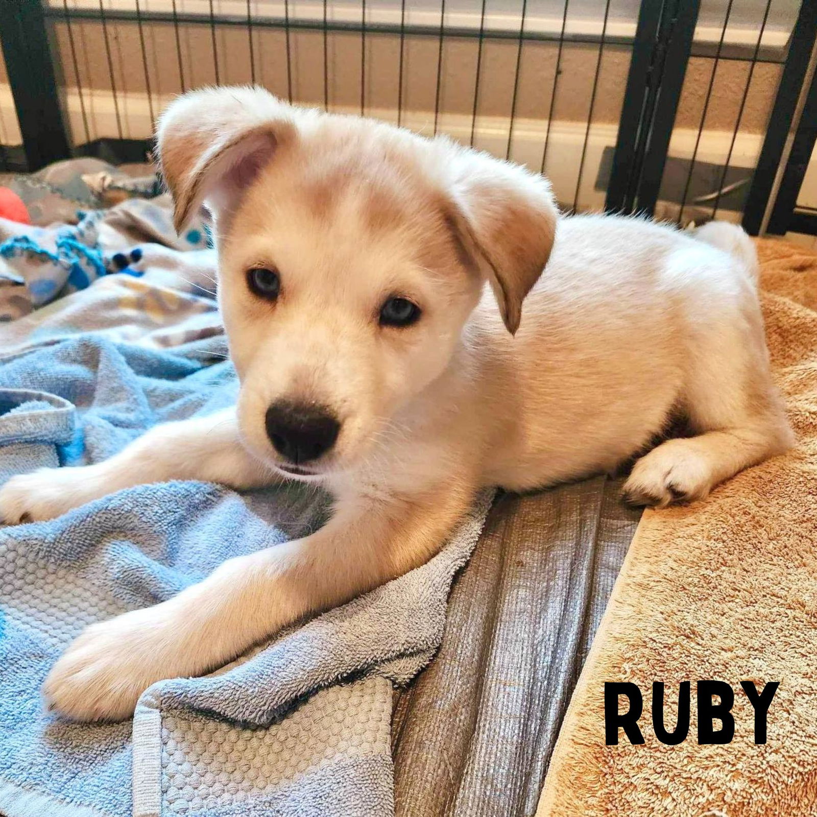 adoptable Dog in Carrollton, TX named Ruby