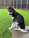 adoptable Dog in carrollton, TX named Remi