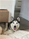 adoptable Dog in carrollton, TX named Zara
