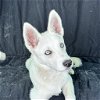 adoptable Dog in carrollton, TX named Streusel *Foster Needed*