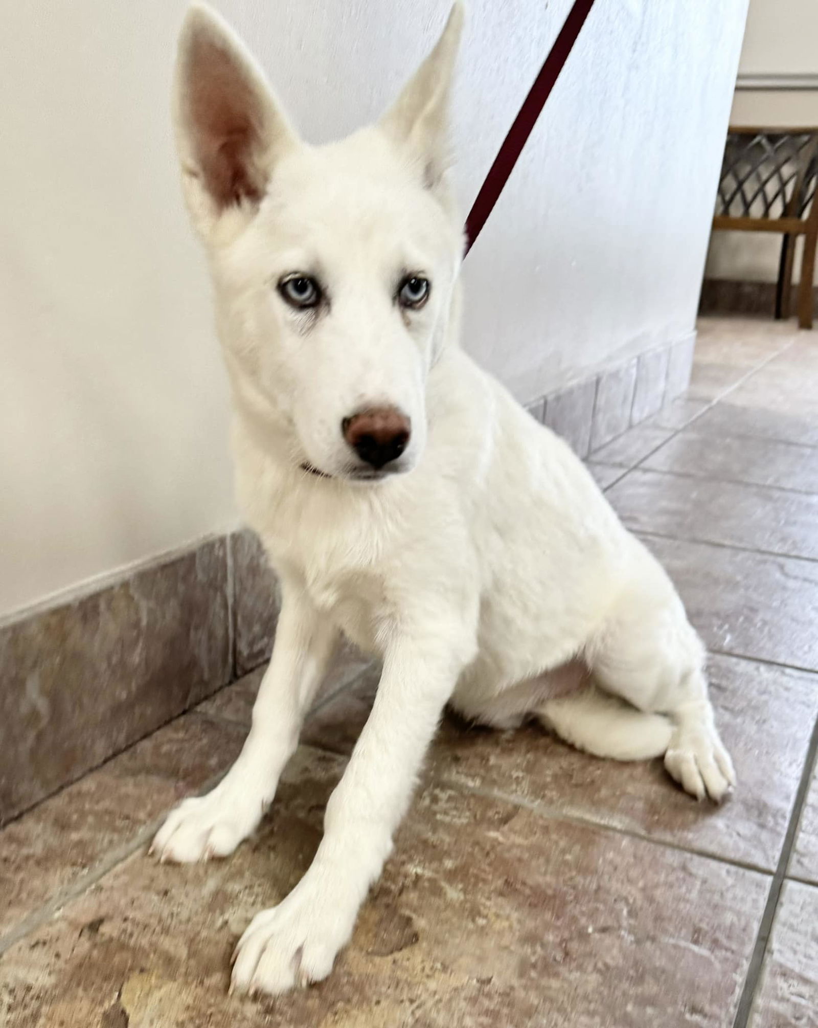 Dog For Adoption - Veloute *foster Needed*, A Siberian Husky In Fort 