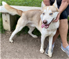 adoptable Dog in carrollton, TX named Blue *FOSTER NEEDED*