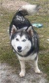 adoptable Dog in carrollton, TX named Cambria *Foster Needed*