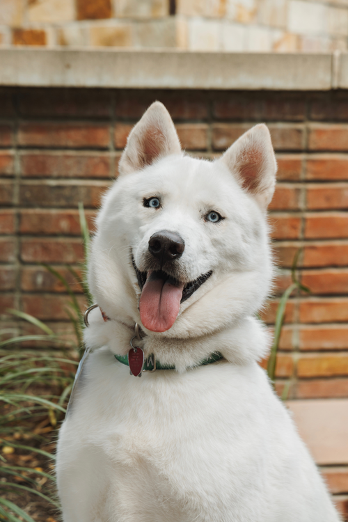 MONTEREY JACK - Siberian Husky available for adoption