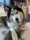 adoptable Dog in  named Pierce