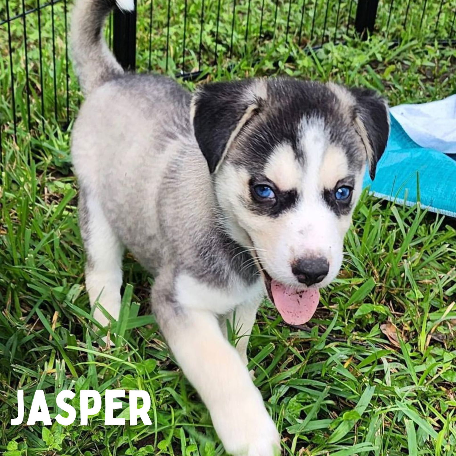 adoptable Dog in Carrollton, TX named Jasper