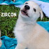 adoptable Dog in  named Zircon