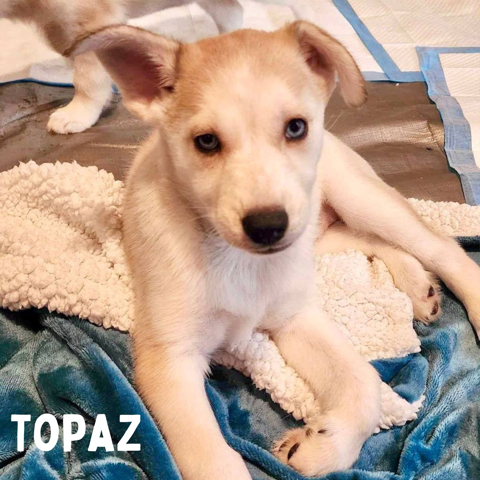 adoptable Dog in Carrollton, TX named Topaz